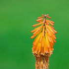 kniphofia uvaria