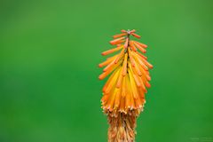 kniphofia uvaria