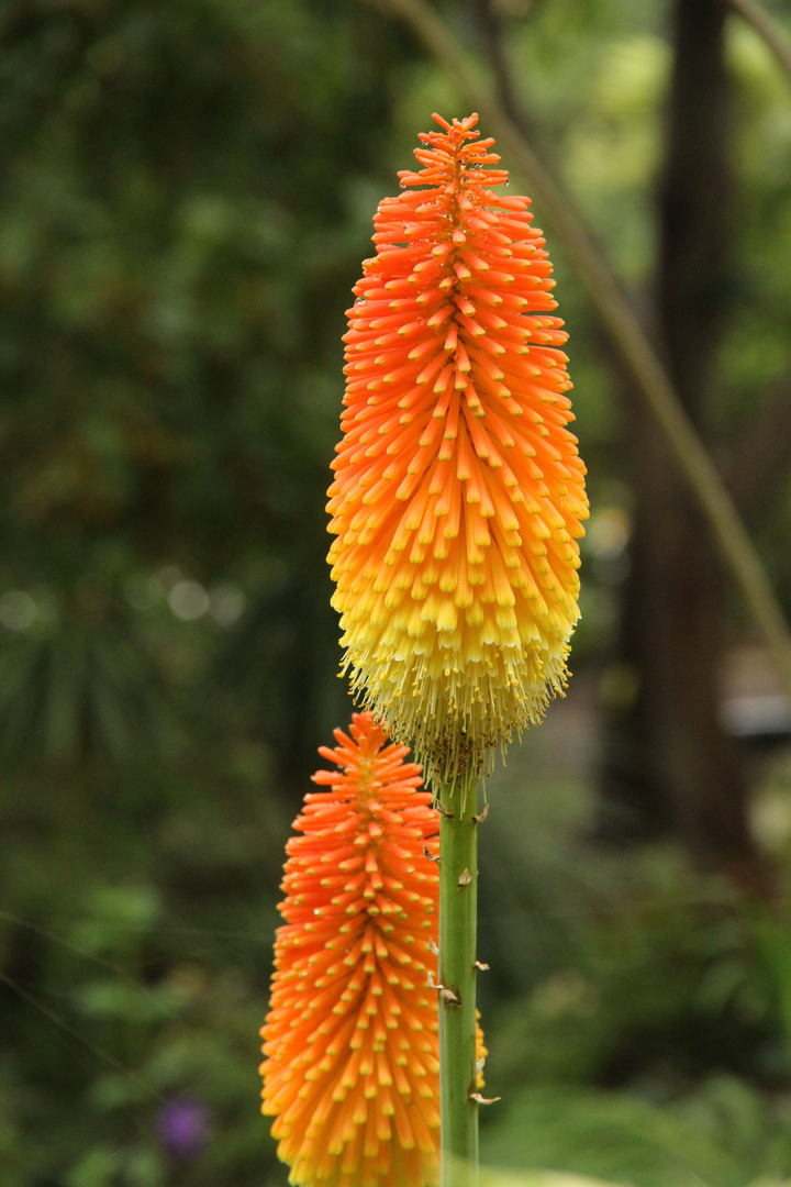 Kniphofia uvaria