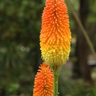 Kniphofia uvaria