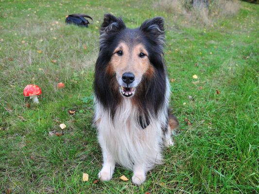 Knips mich, ich bin schöner wie der Pilz!!!