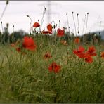 ["Knips"-Mohn]