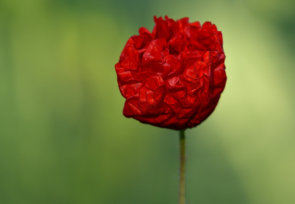 Knitter – Mohn unter dem Neuntöter