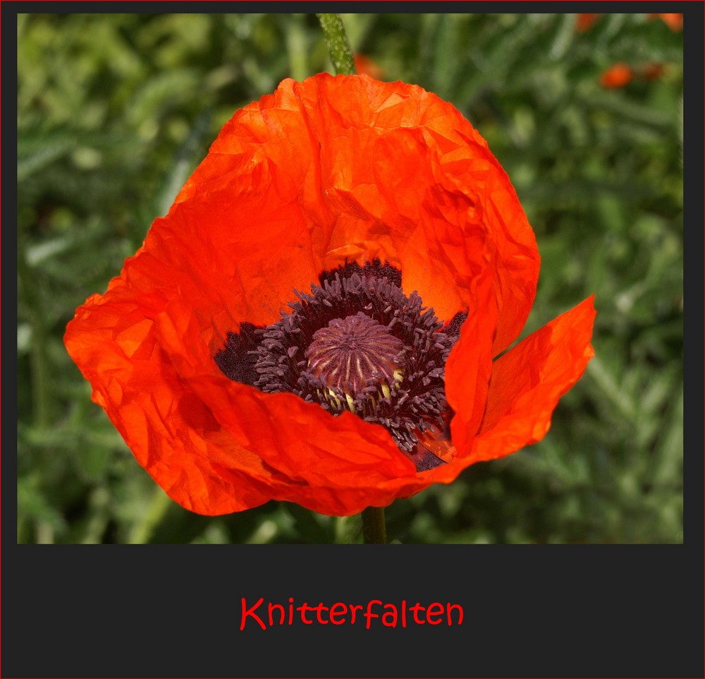 Knitterfalten - Alarm