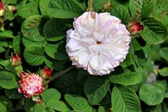 Knitterrose (3)