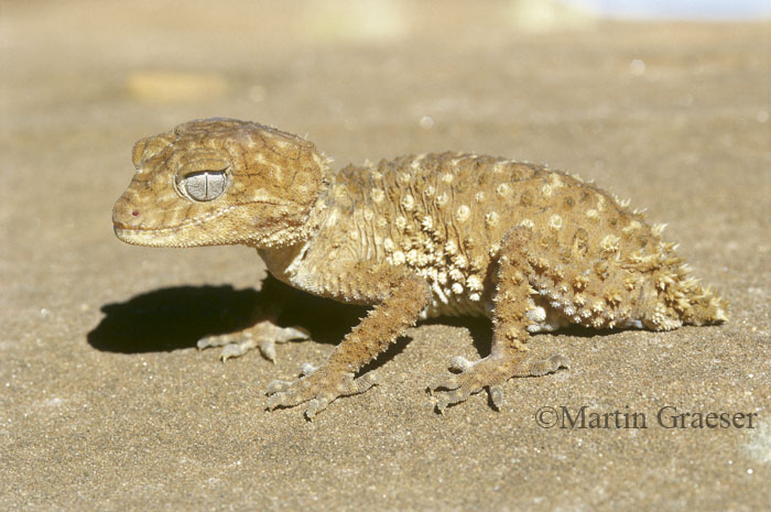 Knob Tailed Gecko