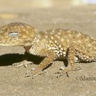 Knob Tailed Gecko