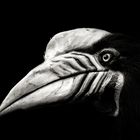 Knobbed Hornbill