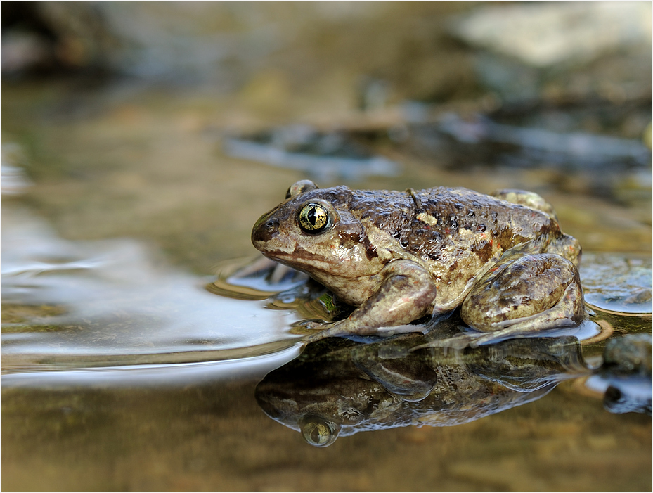 Knobi Foto &amp; Bild | natur, tiere, wildlife Bilder auf fotocommunity