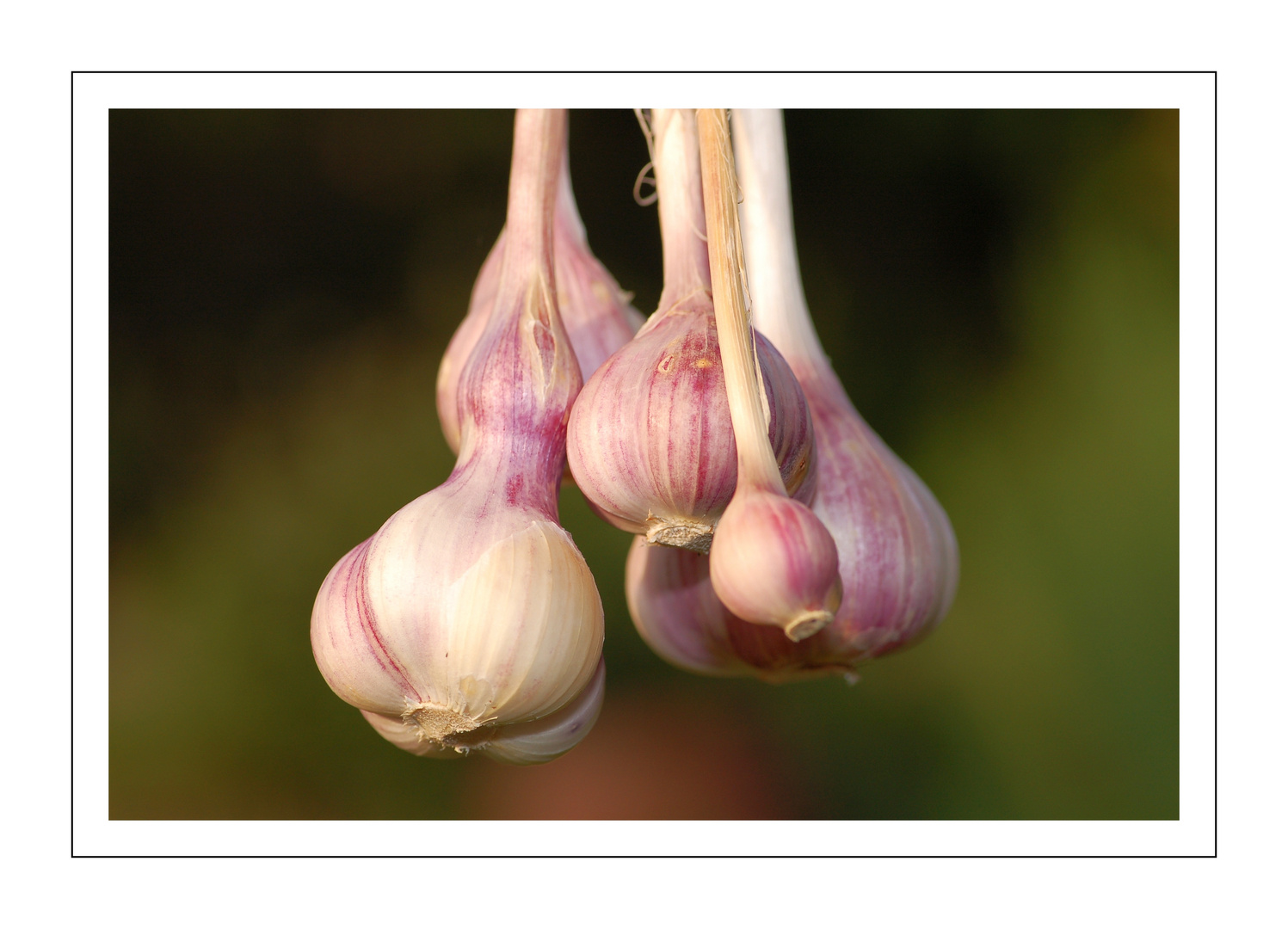 Knoblauch