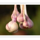 Knoblauch