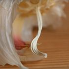 Knoblauch | Allium Sativum {1} 