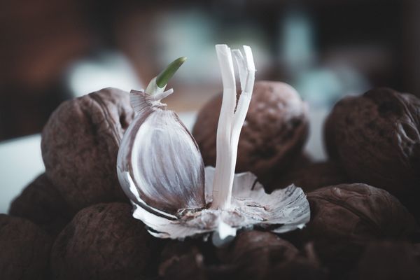 Knoblauch auf Walnuss