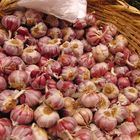 Knoblauch aus Marrakesh