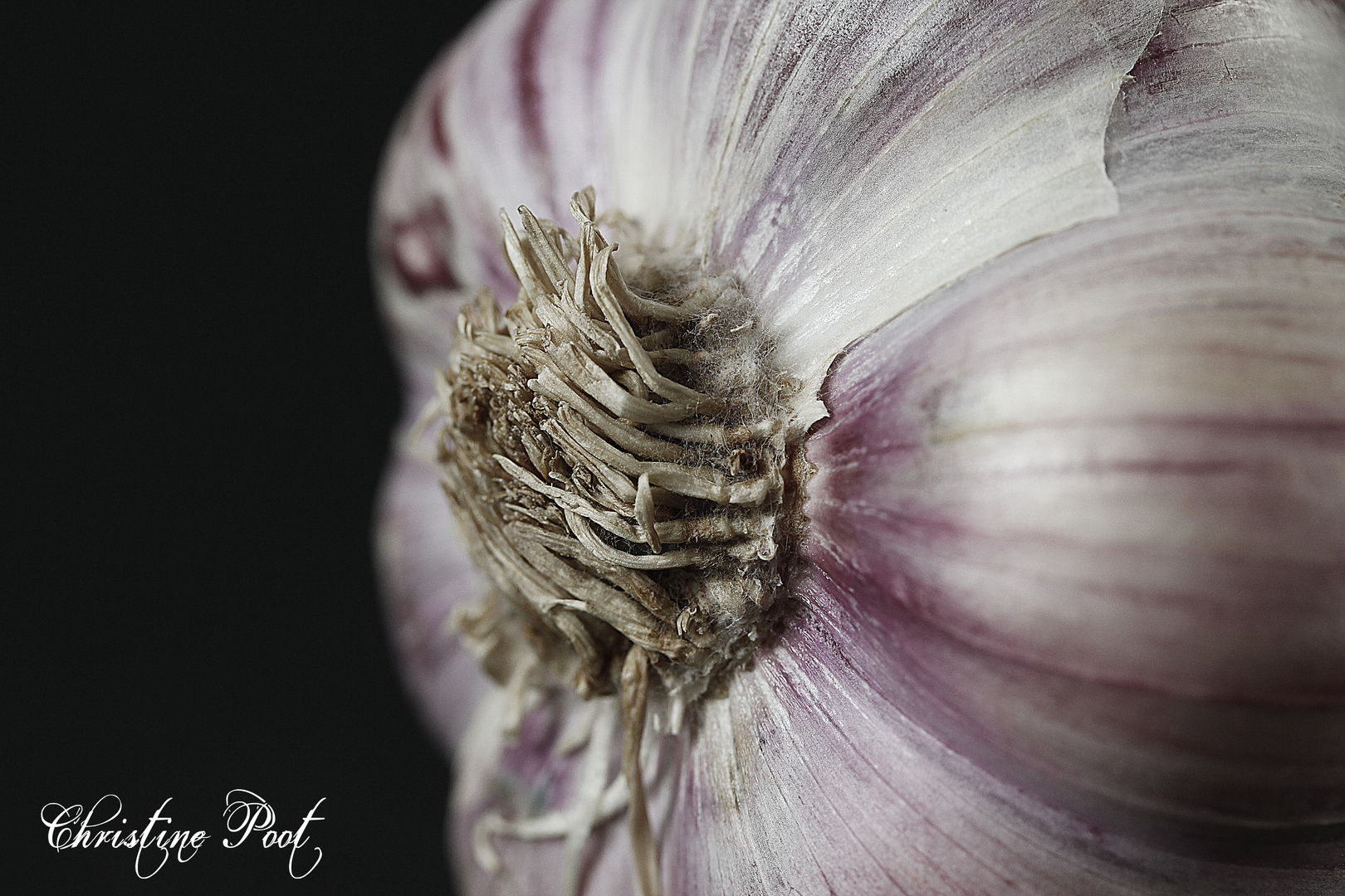 Knoblauch