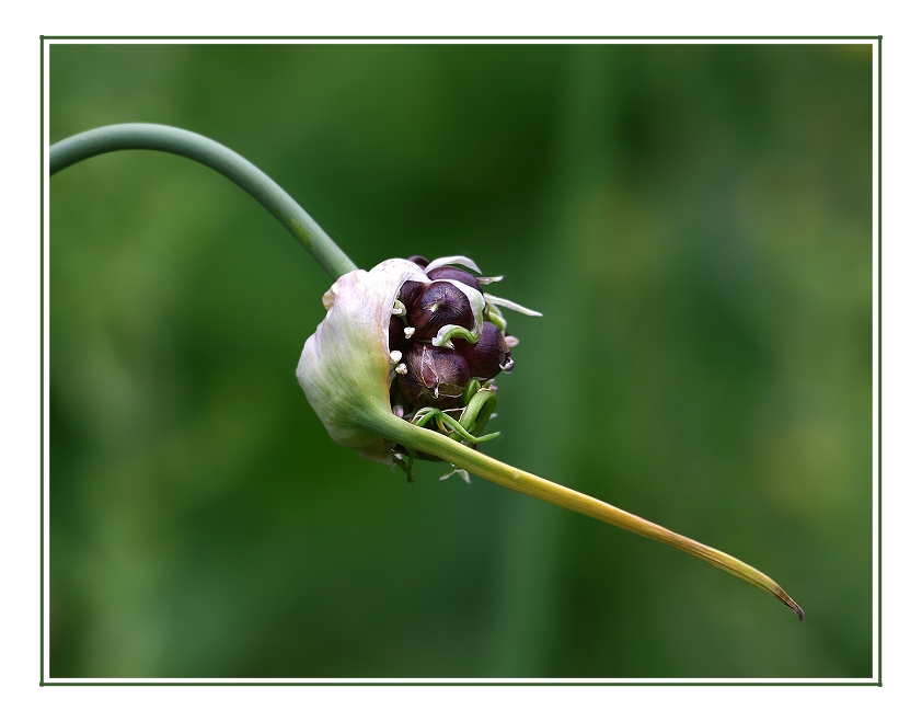 Knoblauch .