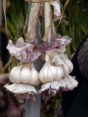 Knoblauch frisch vom Markt III