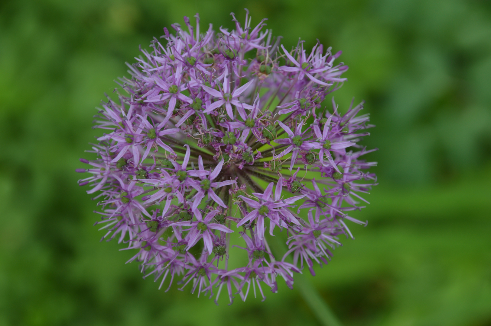 Knoblauch Kugel Violett