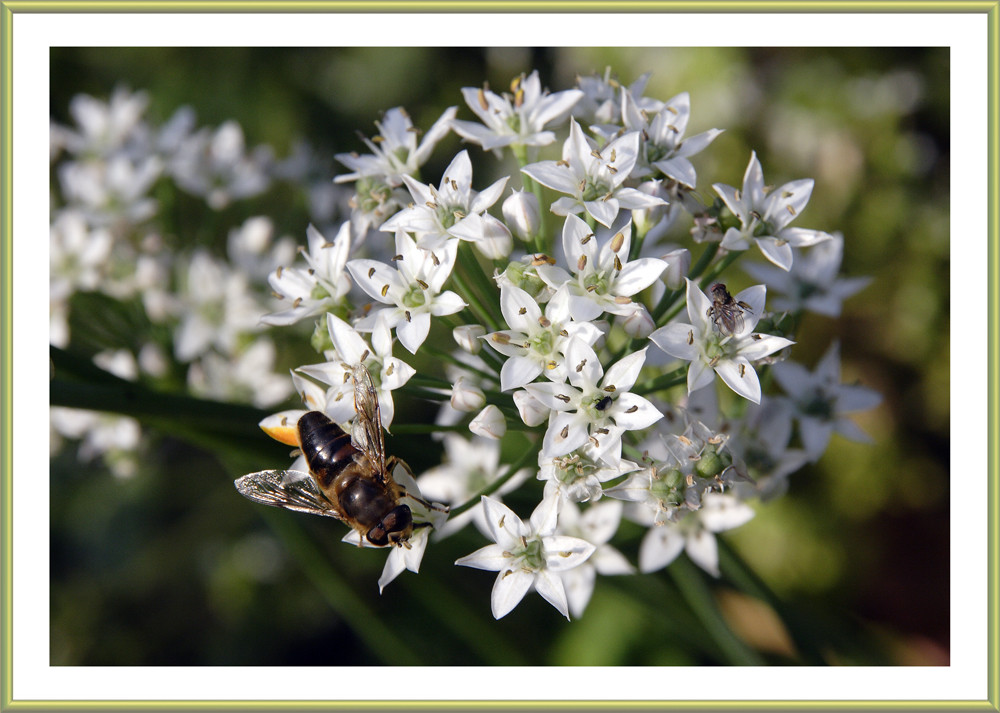 Knoblauch mit Biene und Fliege