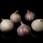 Knoblauch-Quintett (Minis)