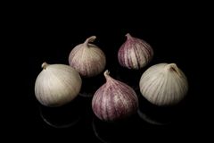 Knoblauch-Quintett (Minis)