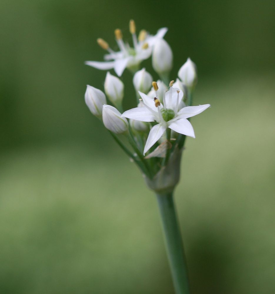 Knoblauch-Schnittlauch Blüte Foto & Bild | natur, blüte, garten. Bilder ...