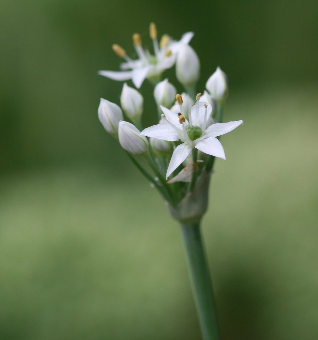 Knoblauch-Schnittlauch Blüte Foto & Bild | natur, blüte, garten. Bilder auf fotocommunity