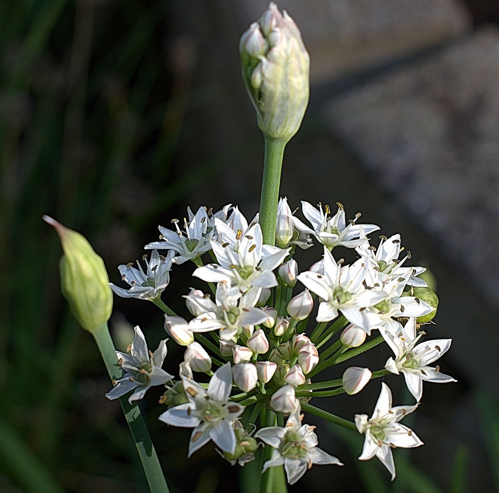 "Knoblauch-Schnittlauchblüte"