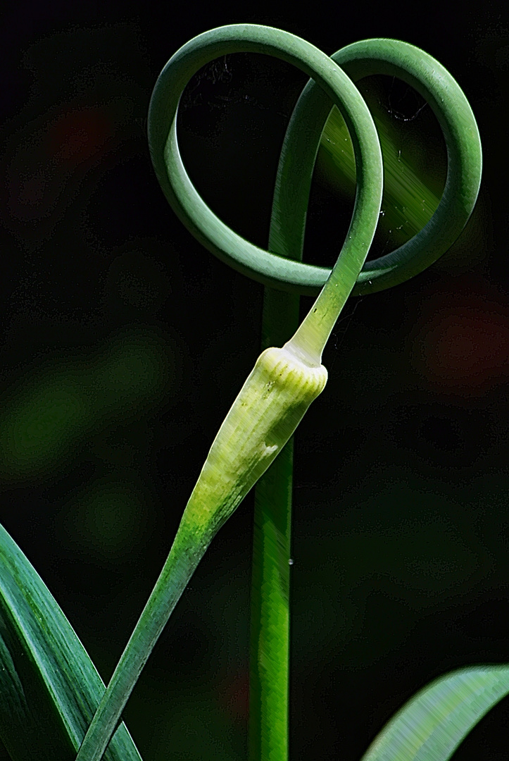 Knoblauch spielt Achterbahn