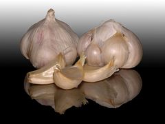 Knoblauch-Studie