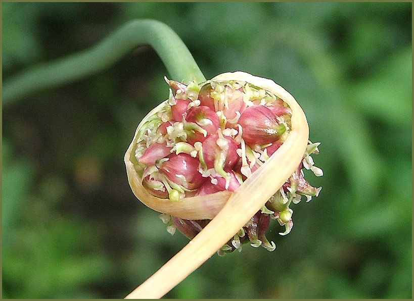 Knoblauch von der anderen Seite gesehen