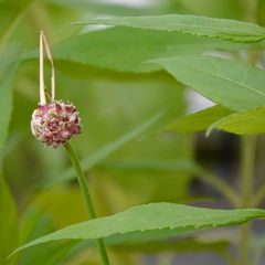 Knoblauchblüte 2