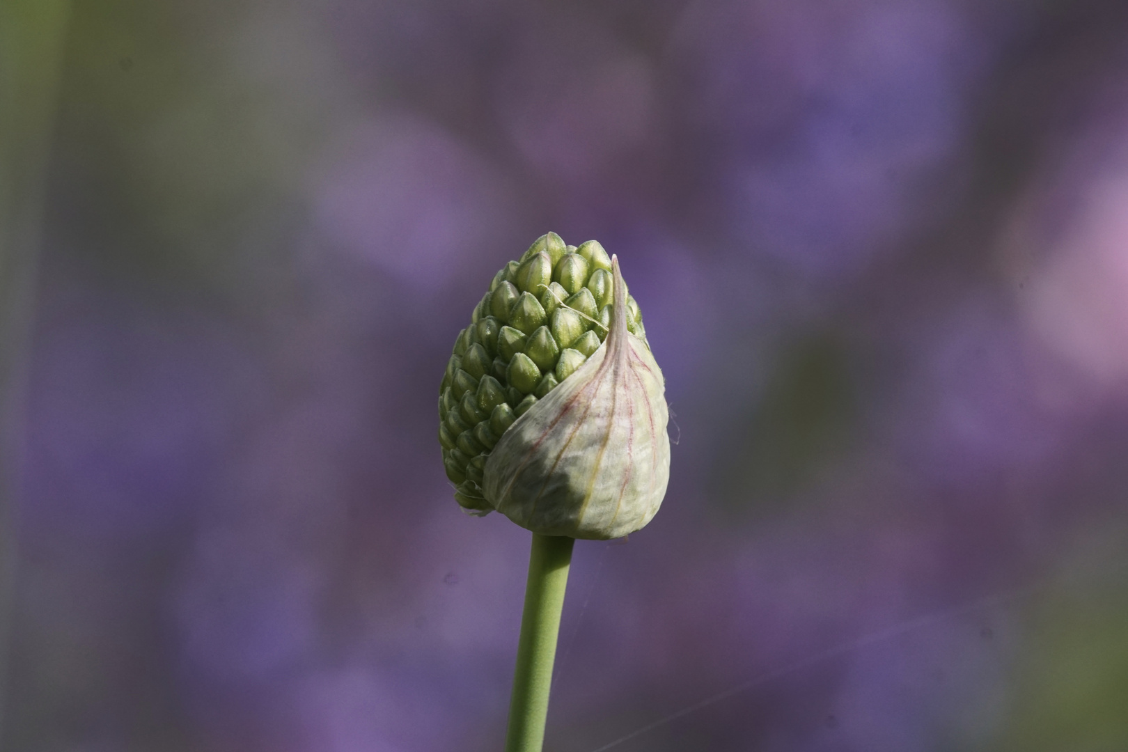 Knoblauchblüte