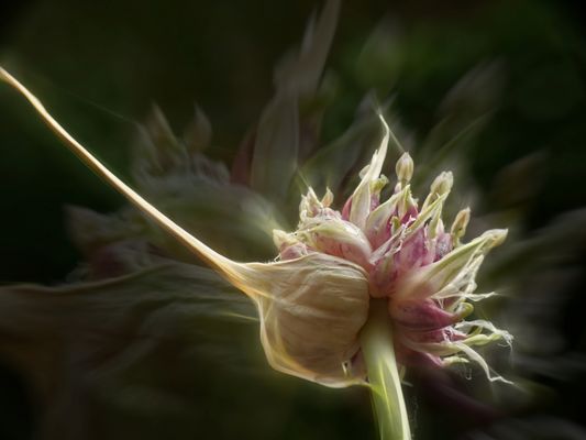 Knoblauchblüte 