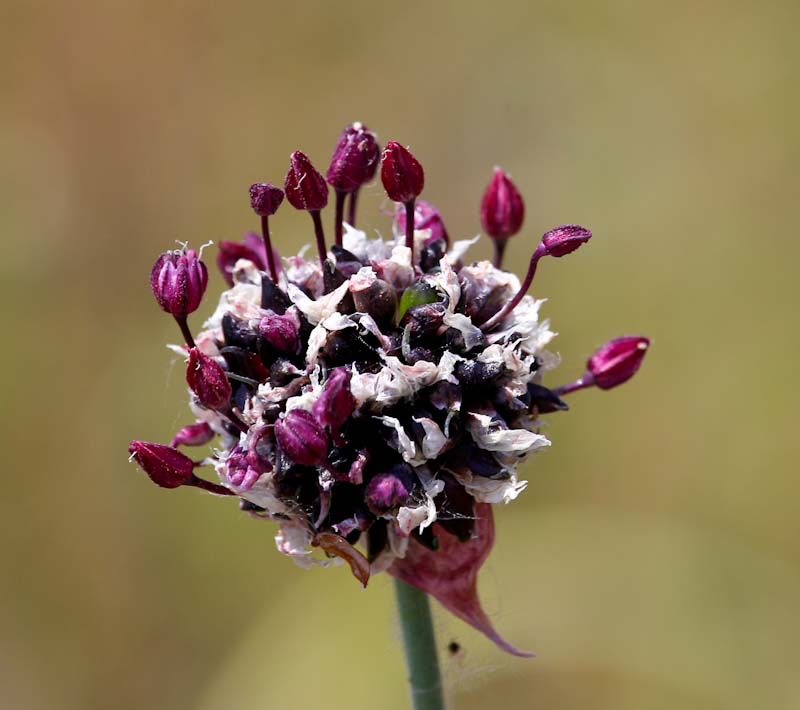 Knoblauchblüte