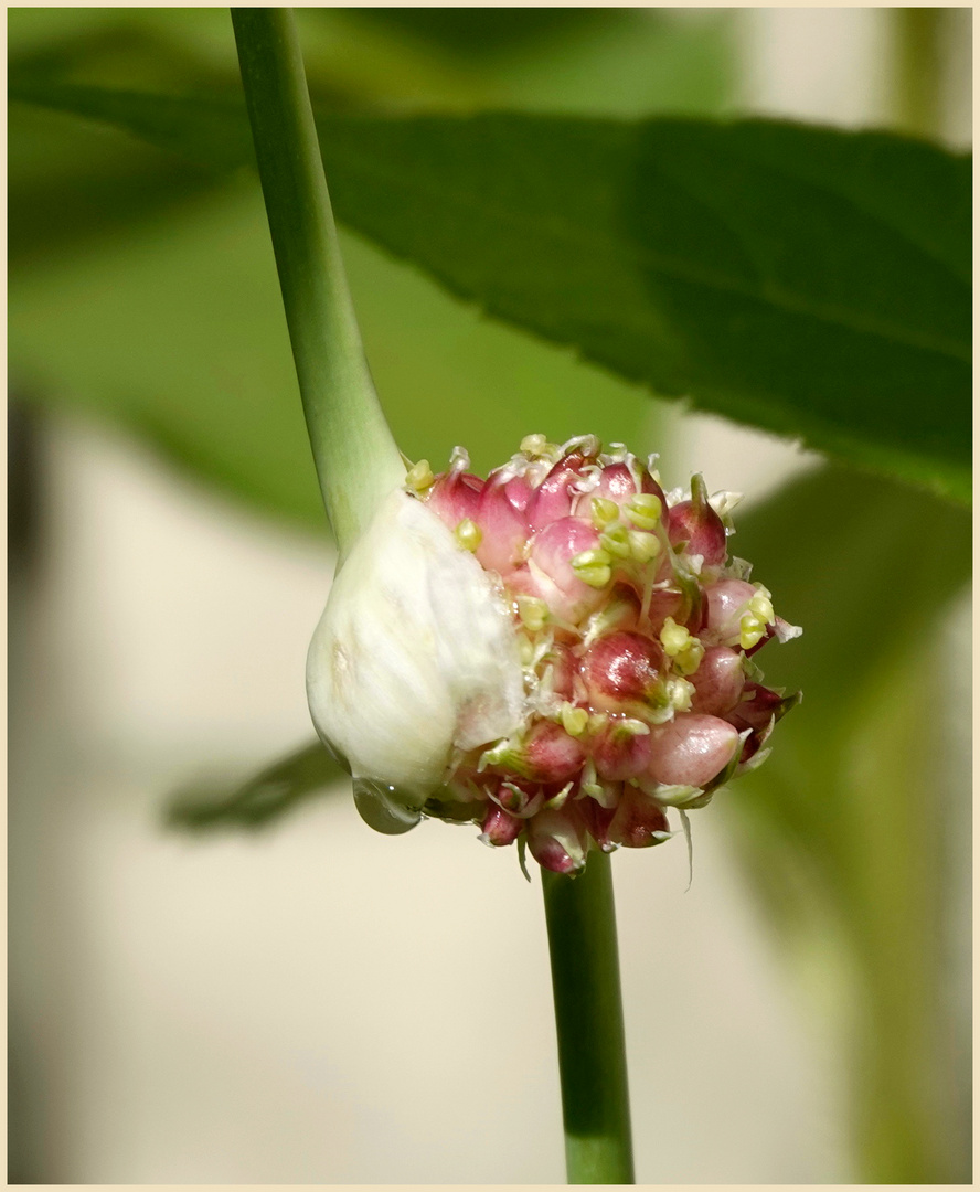 Knoblauchblüte