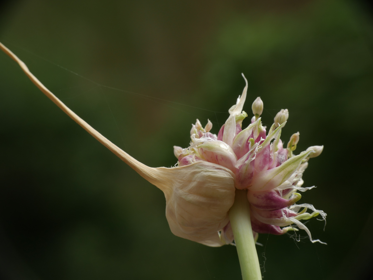 Knoblauchblüte... unbearbeitet