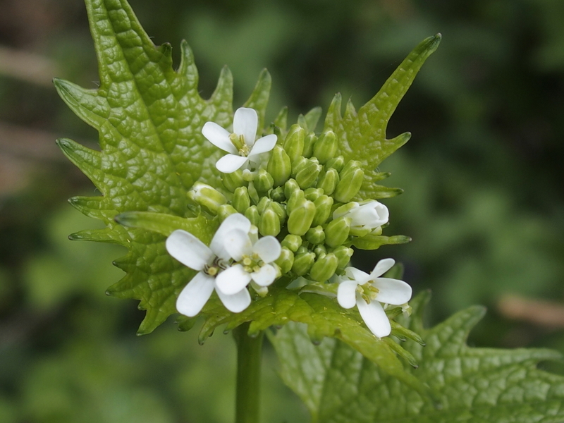 Knoblauchhederich ' Alliaria petiolata'