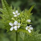 Knoblauchhederich ' Alliaria petiolata'