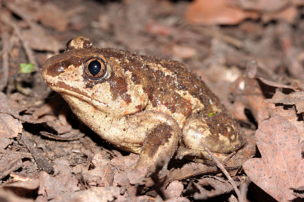 Knoblauchkröte - Froschlurch des Jahres 2007