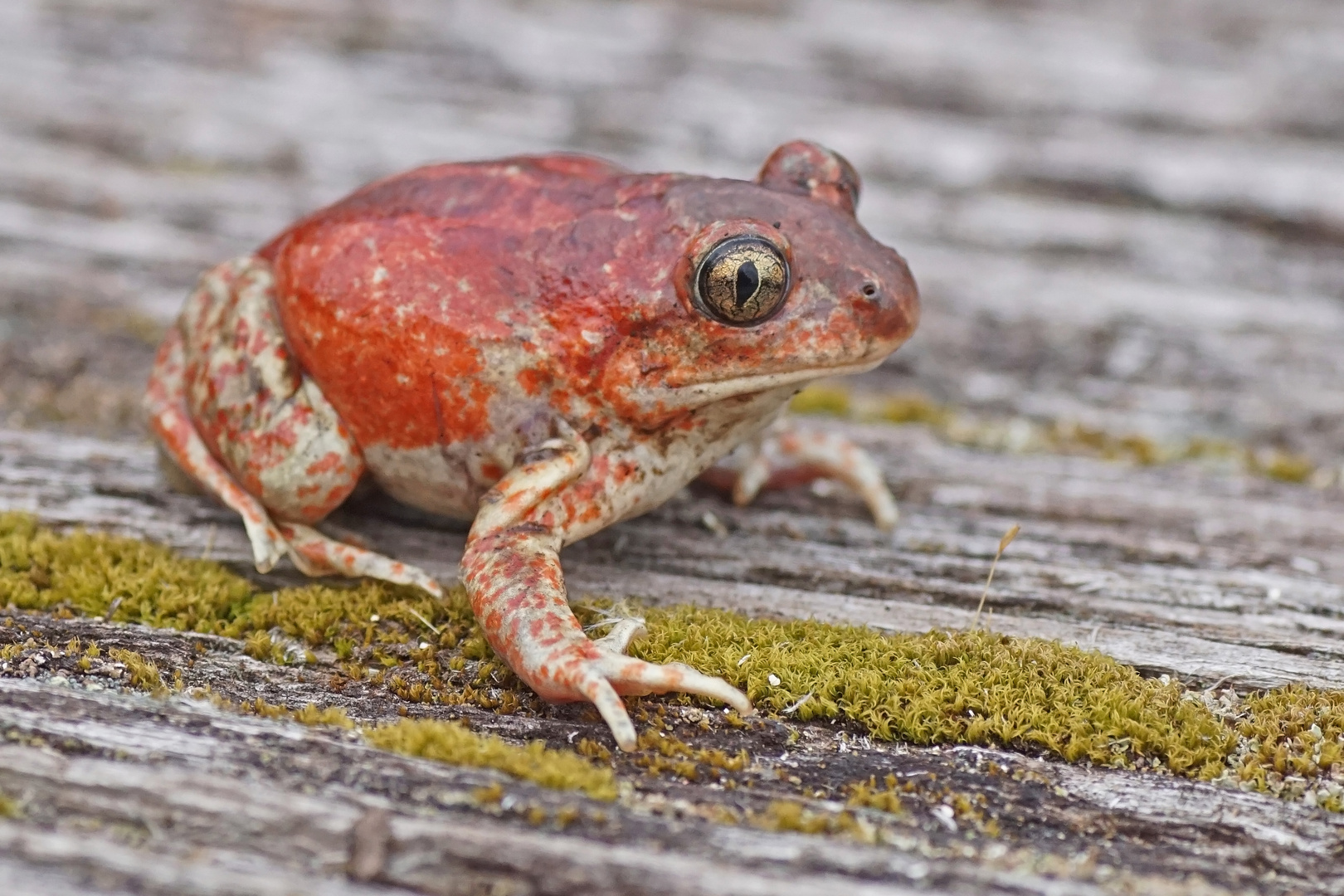 Knoblauchkröte (Pelobates fuscus)