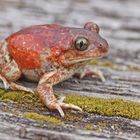 Knoblauchkröte (Pelobates fuscus)