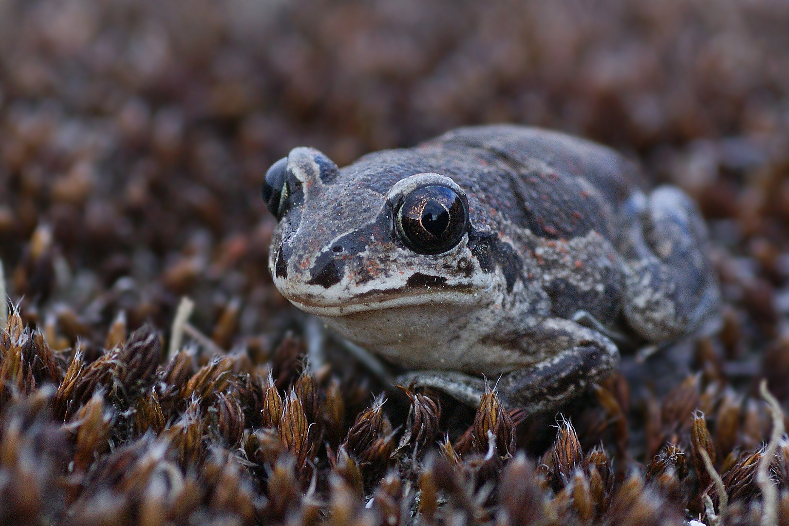 Knoblauchkröte (Pelobates fuscus)