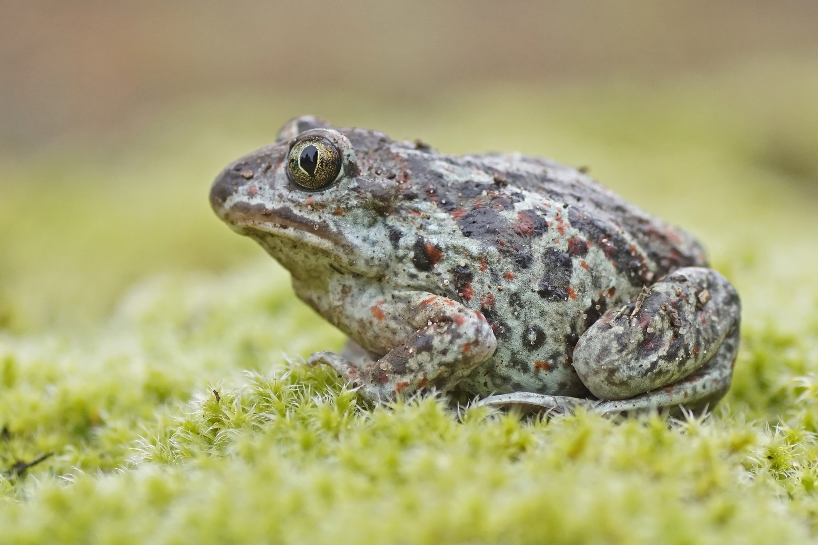 Knoblauchkröte (Pelobates fuscus)