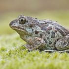 Knoblauchkröte (Pelobates fuscus)