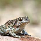 Knoblauchkröte (Pelobates fuscus)