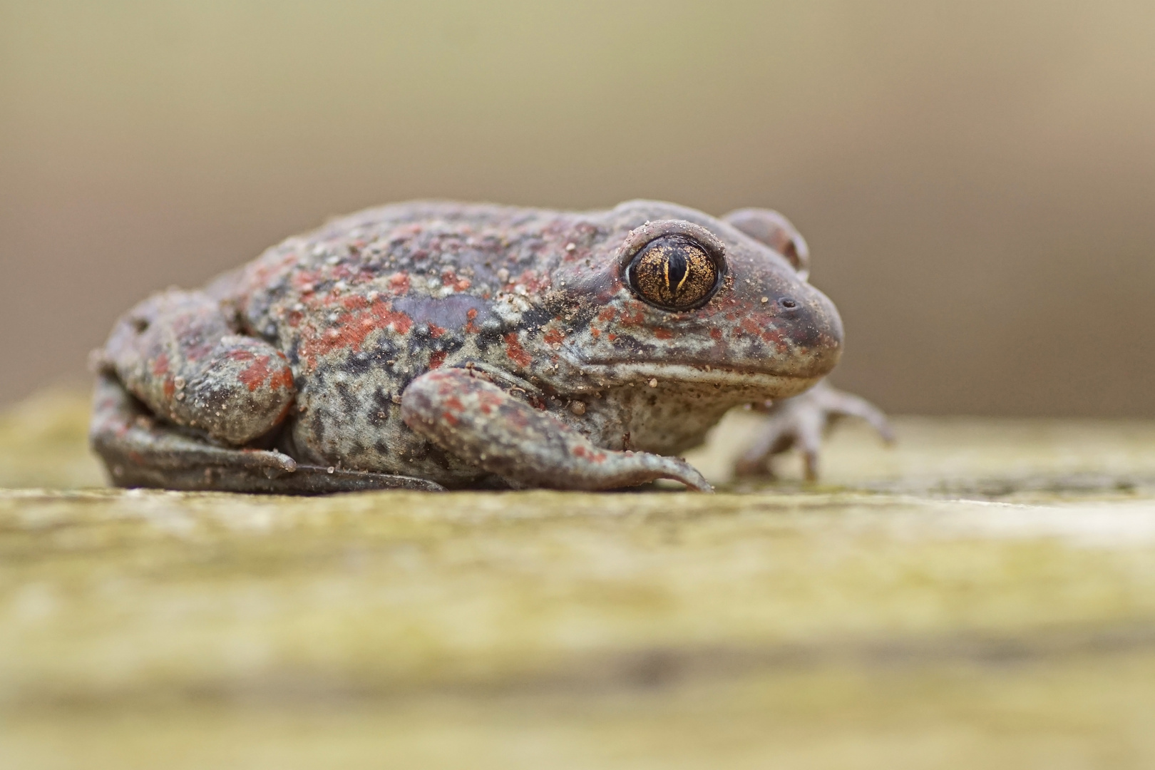 Knoblauchkröte (Pelobates fuscus)