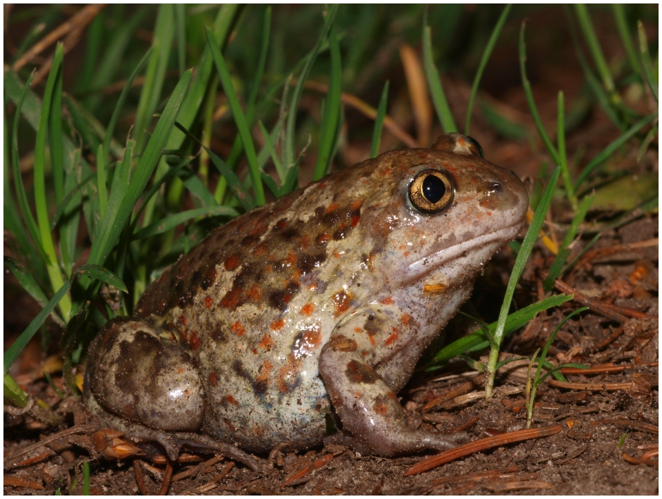 Knoblauchkröte (Pelobates fuscus)