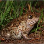 Knoblauchkröte (Pelobates fuscus)