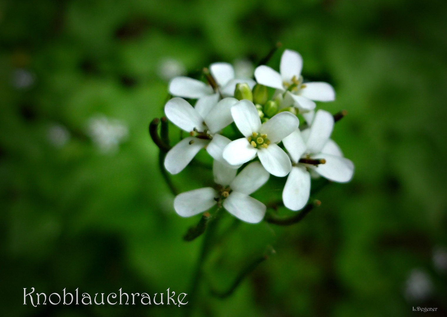 Knoblauchrauke  (Alliaria petiolata)